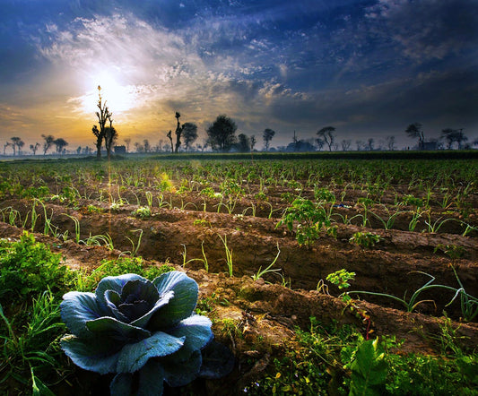 Structured Water and Farming, a perfect combination.